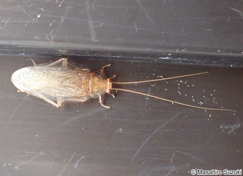 ウスヒラタゴキブリ Onychostylus pallidiolus pallidiolus