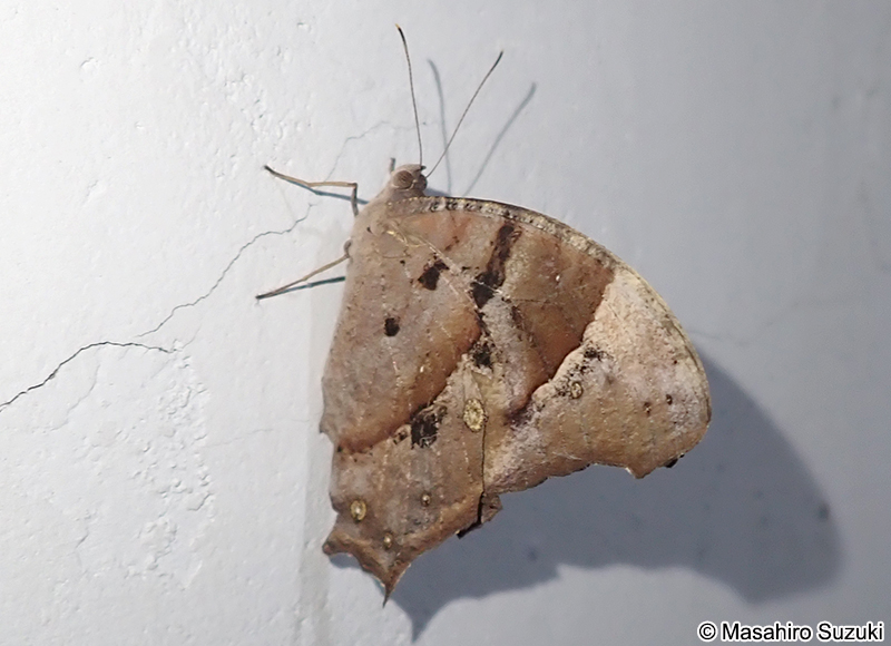ウスイロコノマチョウ Melanitis leda