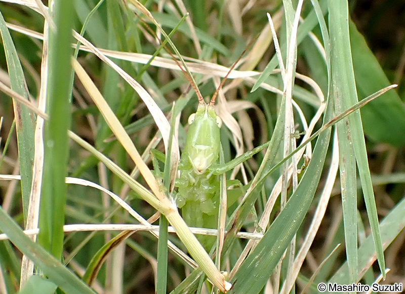 ウスイロササキリ Conocephalus chinensis