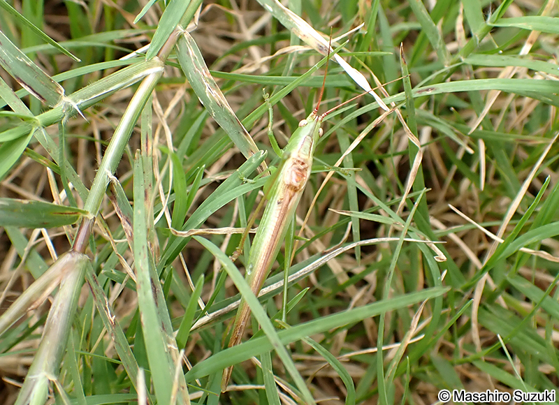 ウスイロササキリ Conocephalus chinensis