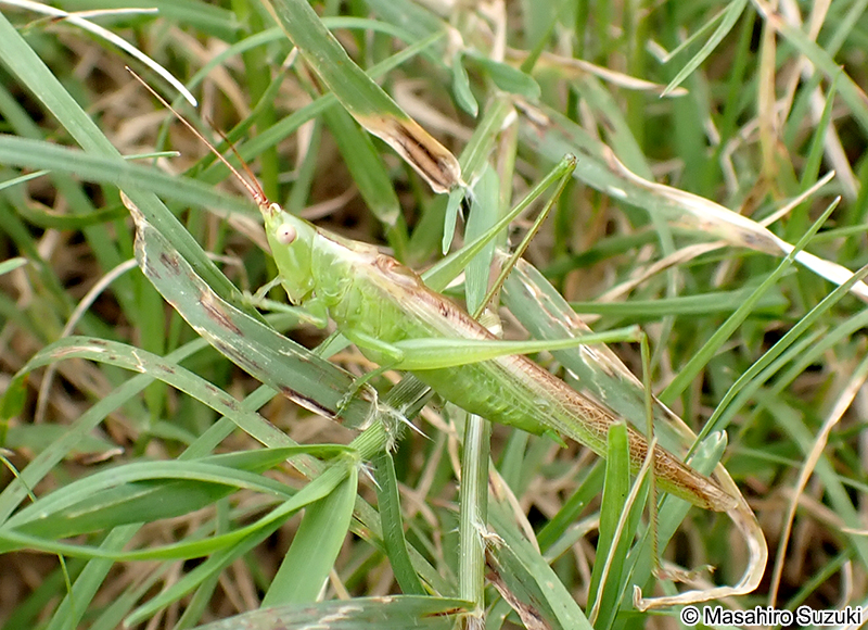 ウスイロササキリ Conocephalus chinensis