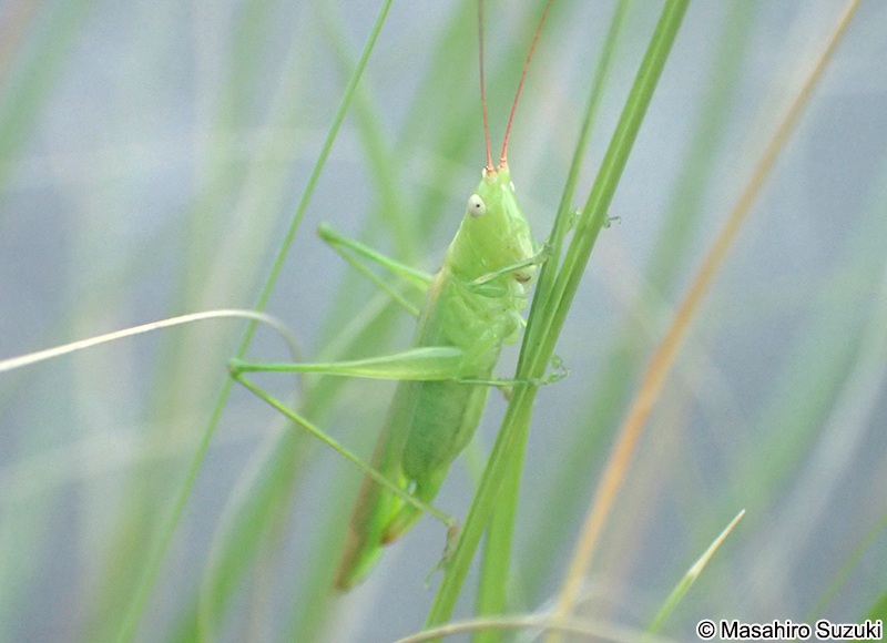 ウスイロササキリ Conocephalus chinensis