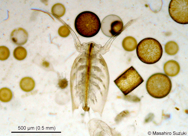 ウスカワミジンコ Penilia avirostris
