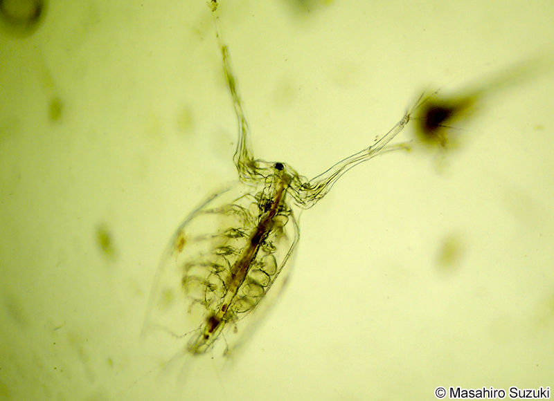 ウスカワミジンコ Penilia avirostris