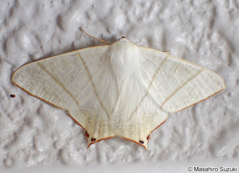 ウスキツバメエダシャク Ourapteryx nivea