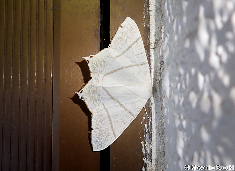 ウスキツバメエダシャク Ourapteryx nivea