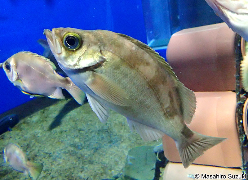 ウスメバル Sebastes thompsoni