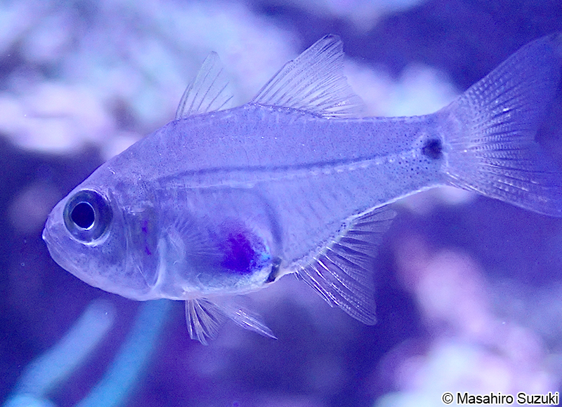 ウスモモテンジクダイ Zoramia viridiventer