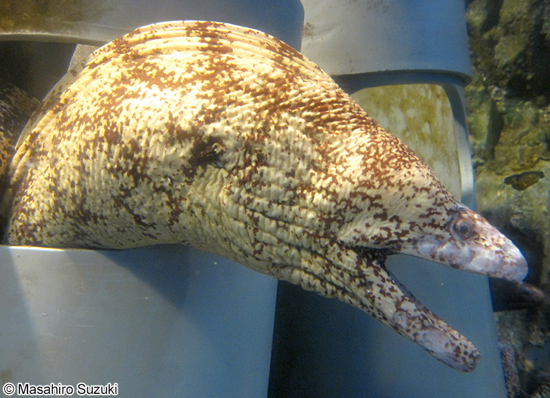 ウツボ Gymnothorax kidako