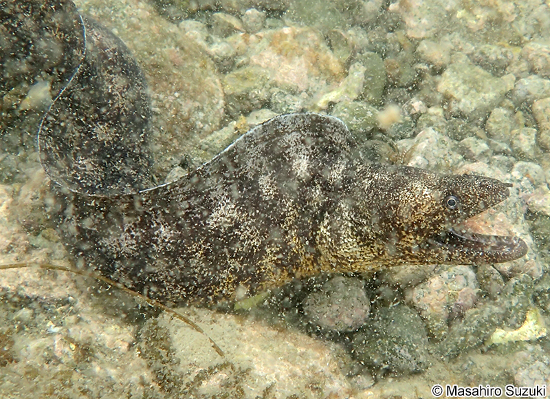 ウツボ Gymnothorax kidako