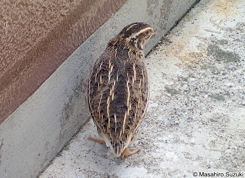 ウズラ Coturnix japonica