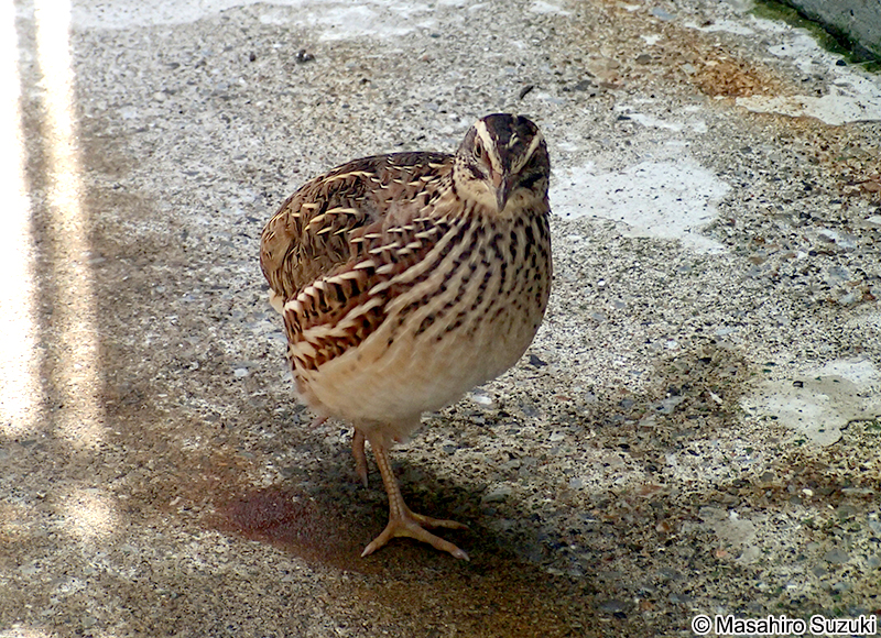 ウズラ Coturnix japonica