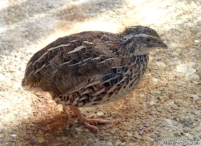 ウズラ Coturnix japonica