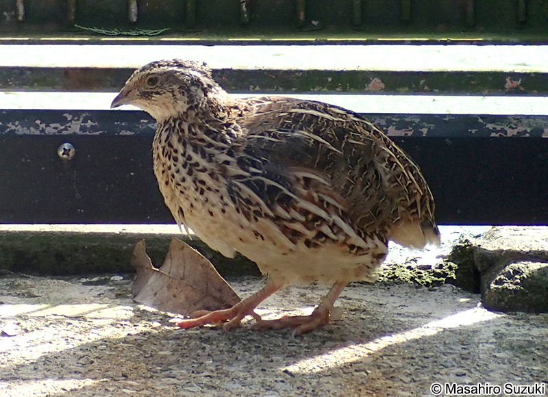 ウズラ Coturnix japonica