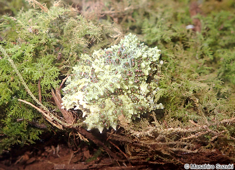 ベトナムコケガエル Theloderma corticale