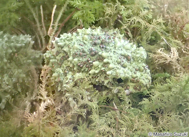 ベトナムコケガエル Theloderma corticale