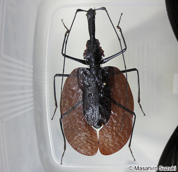 バイオリンムシ Mormolyce phyllodes