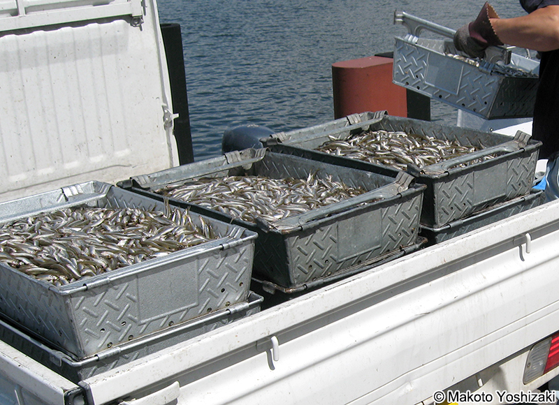 ワカサギ Hypomesus nipponensis