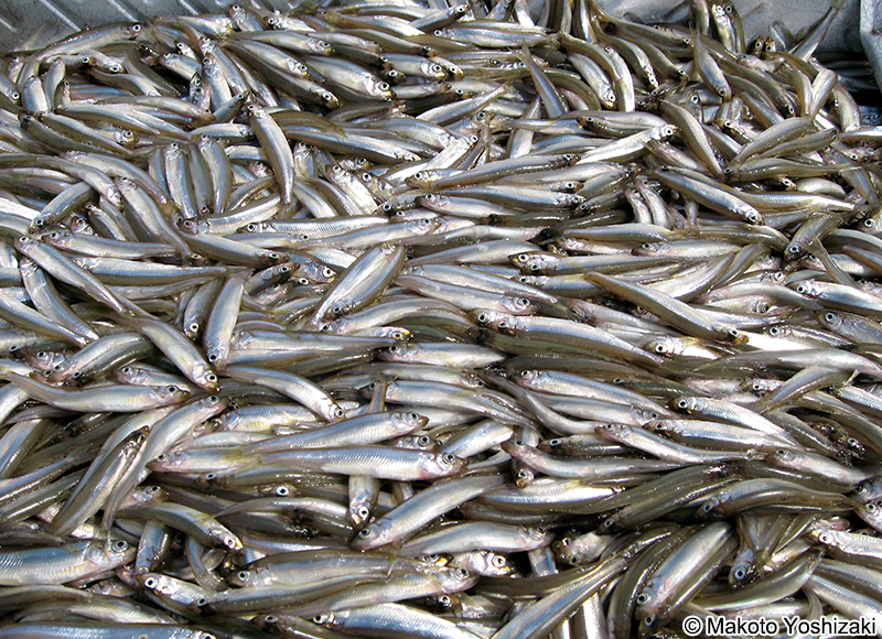 ワカサギ Hypomesus nipponensis