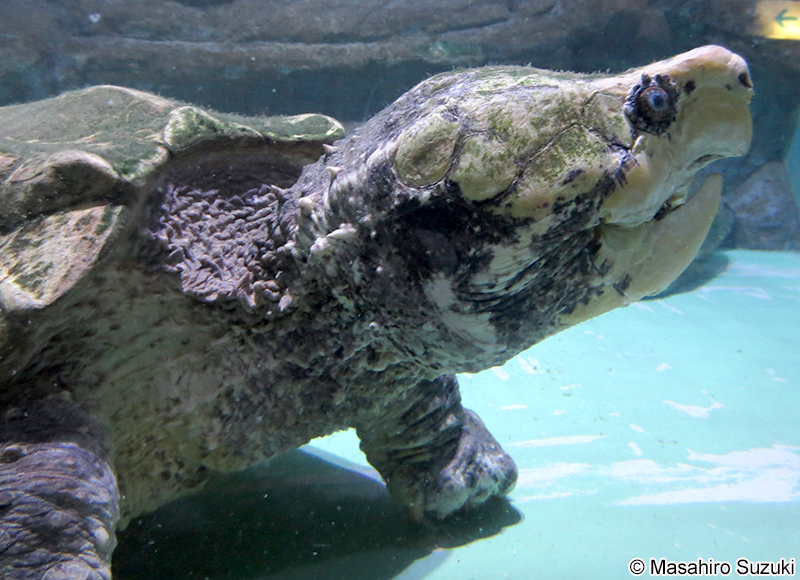 ワニガメ Macrochelys temminckii