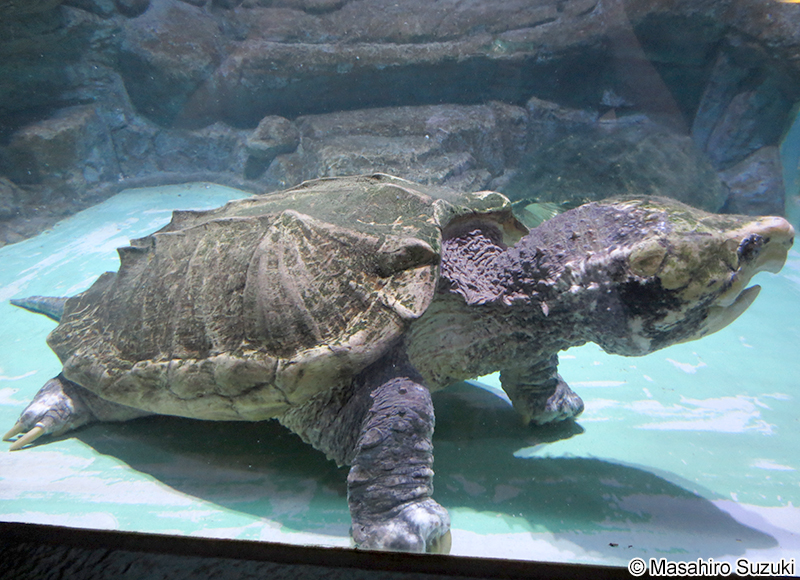 ワニガメ Macrochelys temminckii