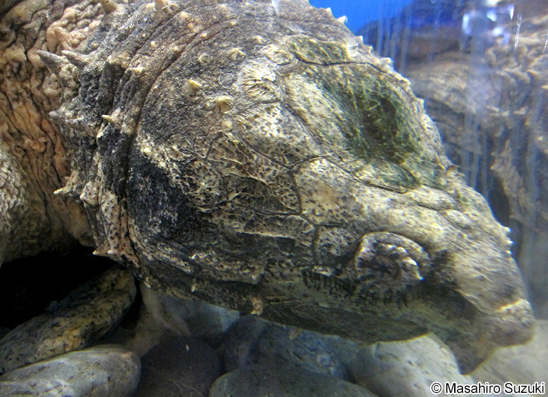 ワニガメ Macrochelys temminckii