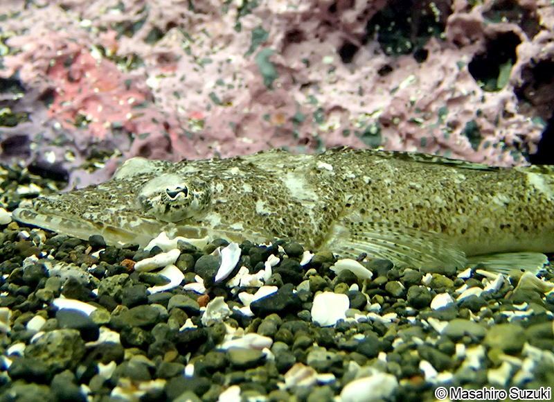 ワニゴチ Inegocia guttata