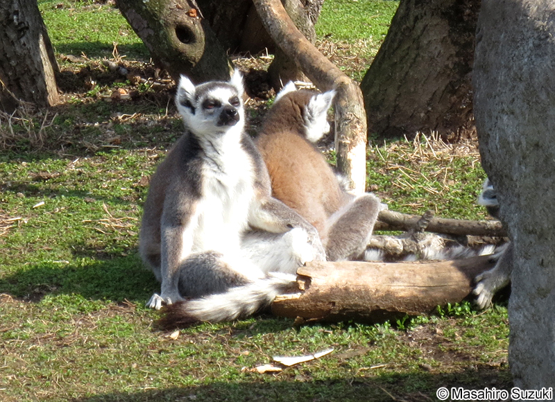 ワオキツネザル Lemur catta