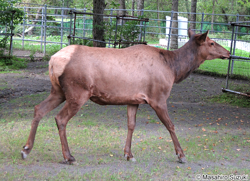 アメリカアカシカ（ワピチ） Cervus canadensis