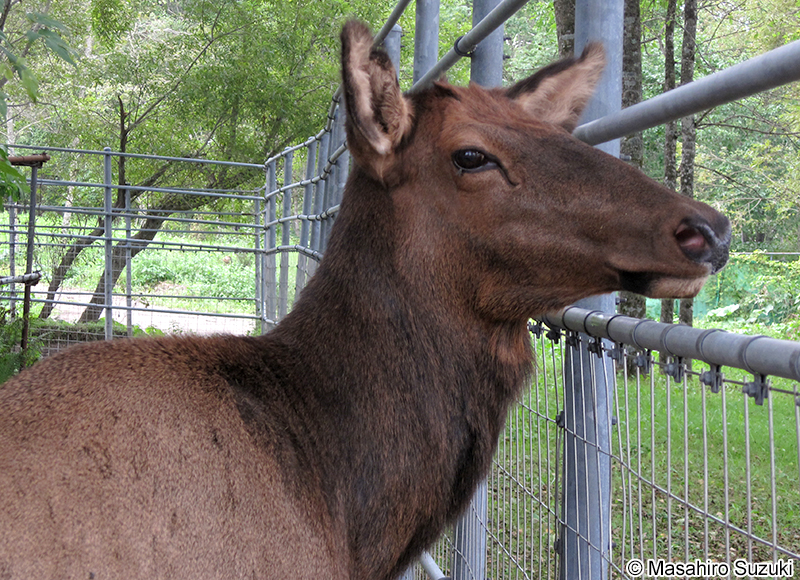 アメリカアカシカ（ワピチ） Cervus canadensis