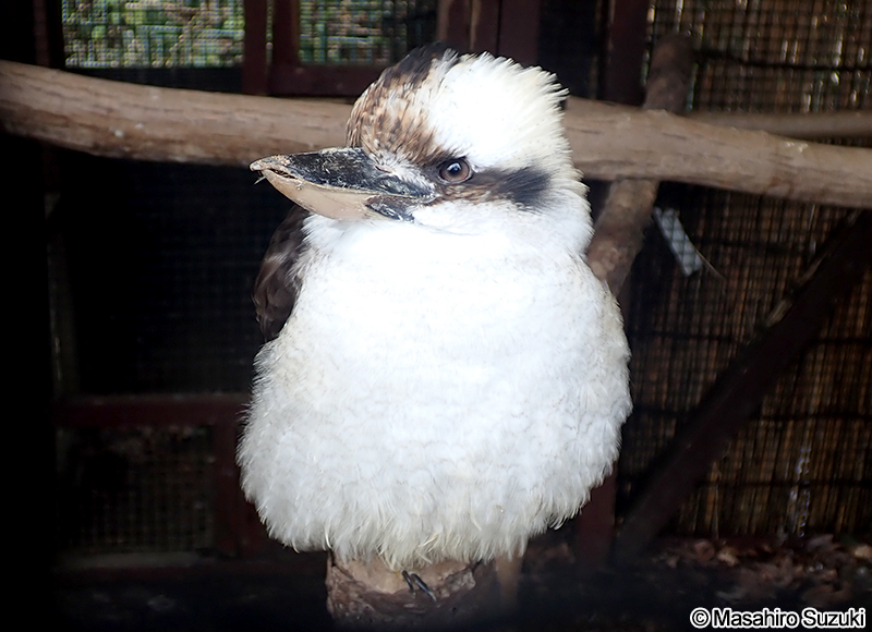 ワライカワセミ Dacelo novaeguineae