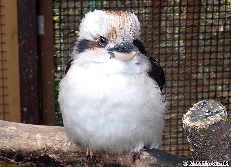 ワライカワセミ Dacelo novaeguineae