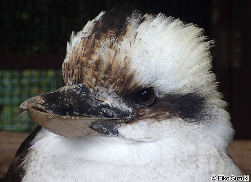 ワライカワセミ Dacelo novaeguineae