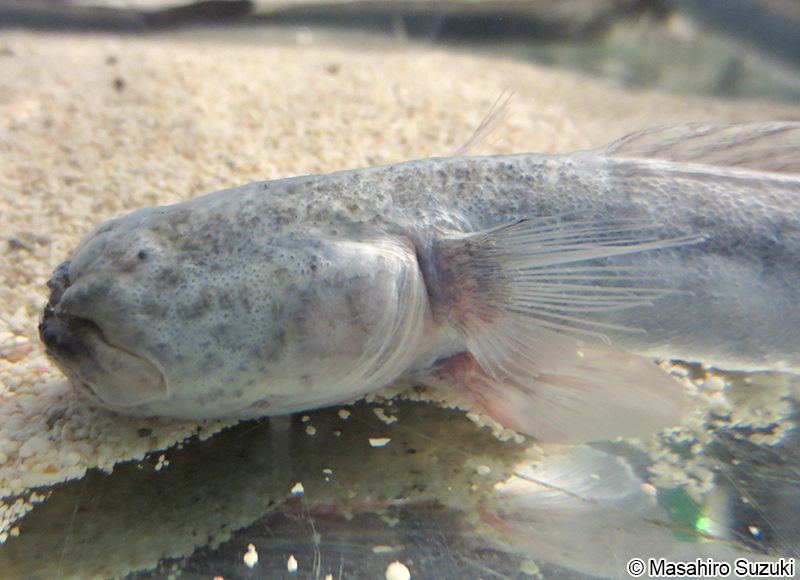 ワラスボ Odontamblyopus lacepedii