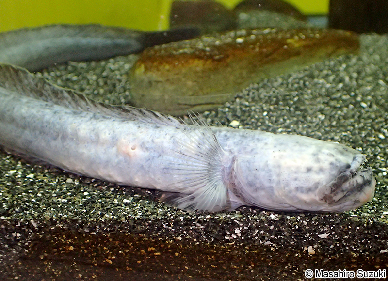 ワラスボ Odontamblyopus lacepedii