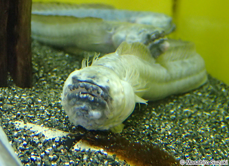 ワラスボ Odontamblyopus lacepedii