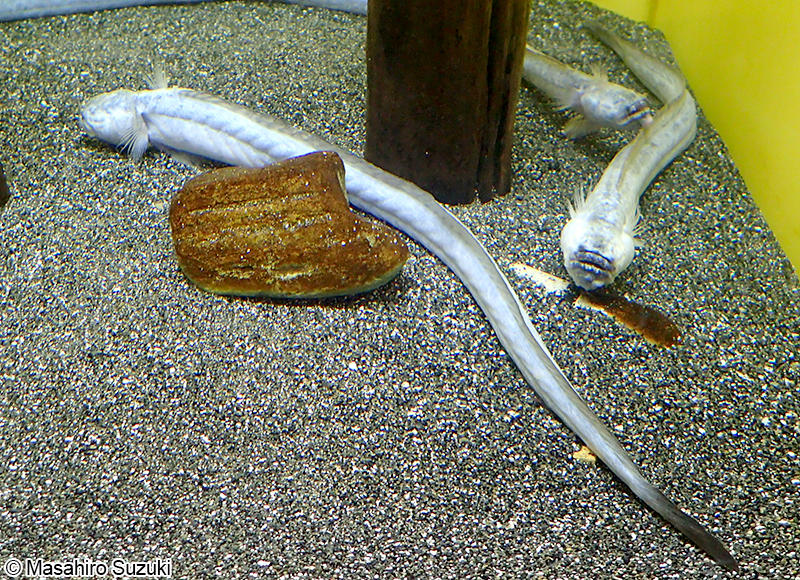 ワラスボ Odontamblyopus lacepedii