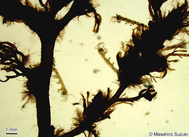 ワレカラ属の1種 Caprella sp.