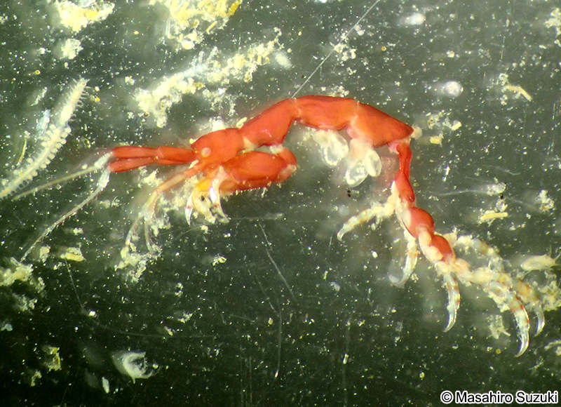 ワレカラ科 Caprellidae