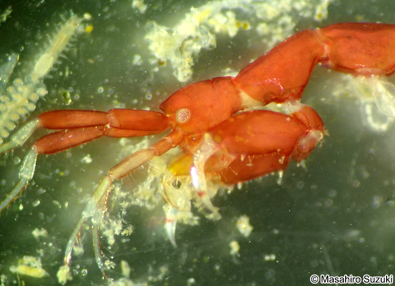 ワレカラ科 Caprellidae