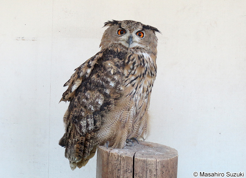 ワシミミズク Bubo bubo