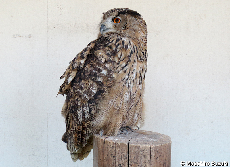 ワシミミズク Bubo bubo