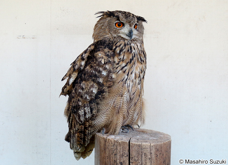 ワシミミズク Bubo bubo
