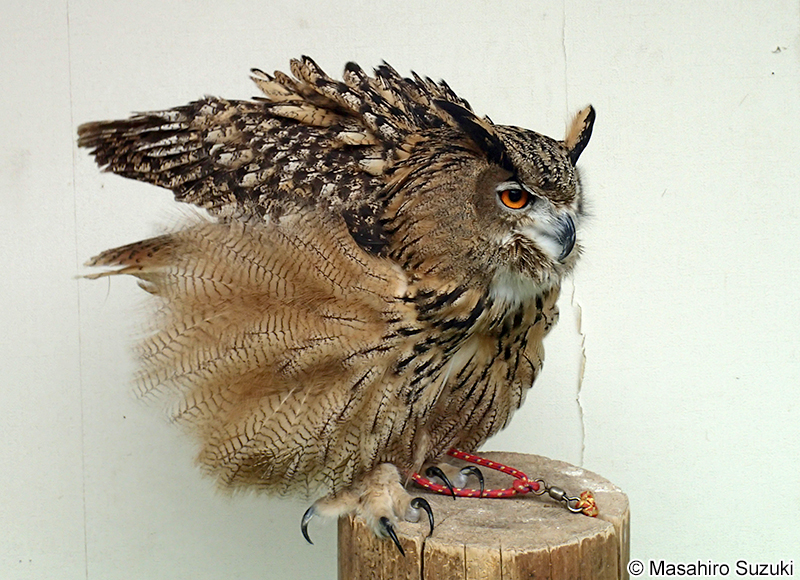 ワシミミズク Bubo bubo