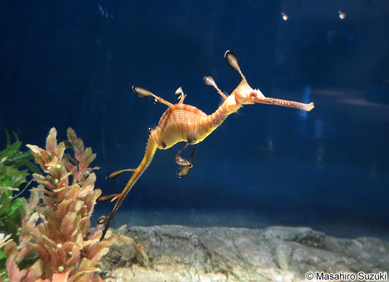 ウィーディー・シードラゴン Phyllopteryx taeniolatus