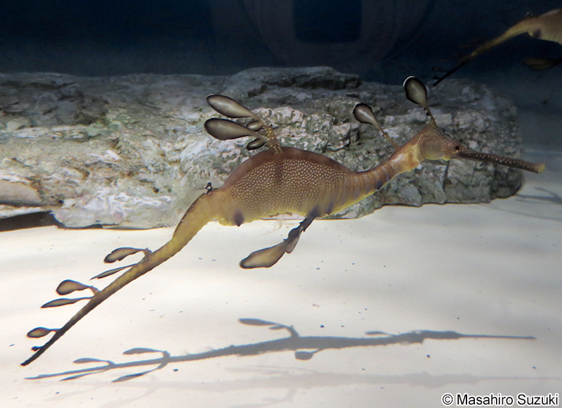 ウィーディー・シードラゴン Phyllopteryx taeniolatus