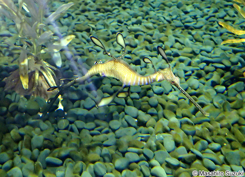 ウィーディー・シードラゴン Phyllopteryx taeniolatus