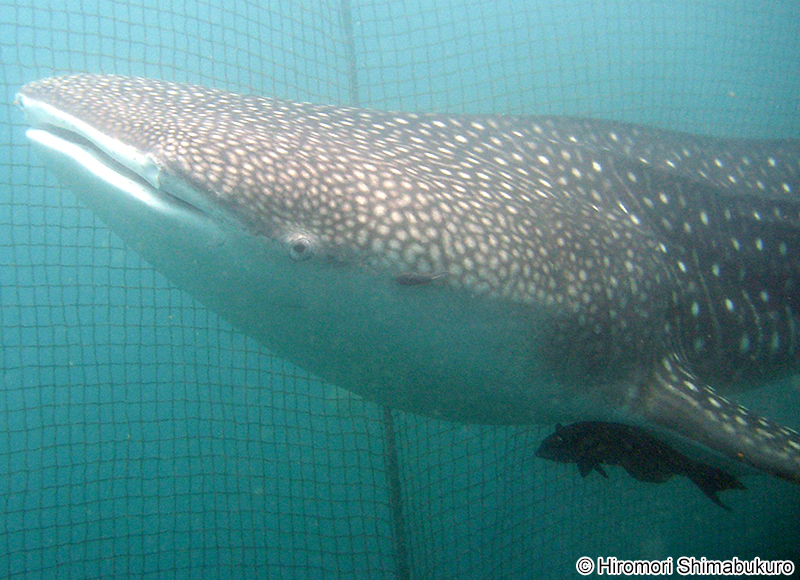 ジンベエザメ Rhincodon typus