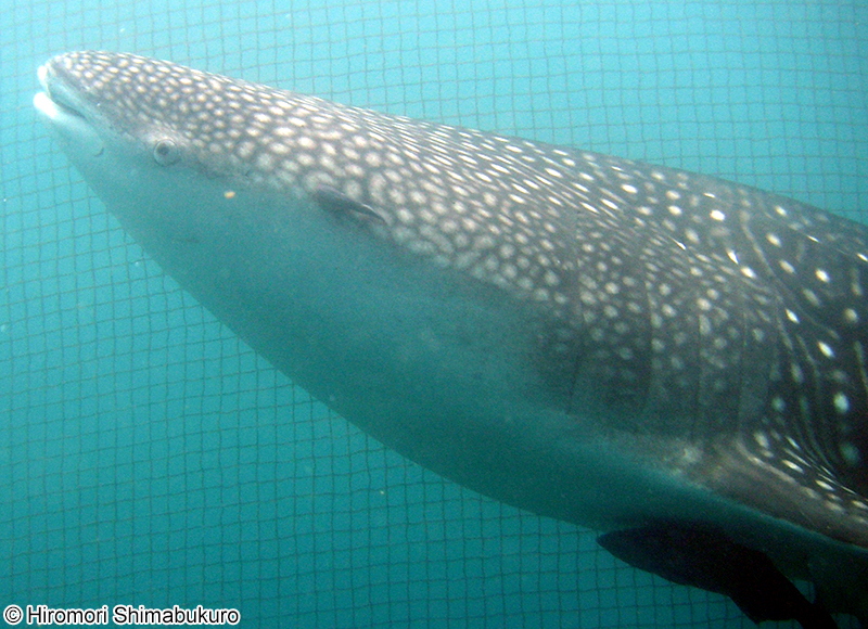 ジンベエザメ Rhincodon typus