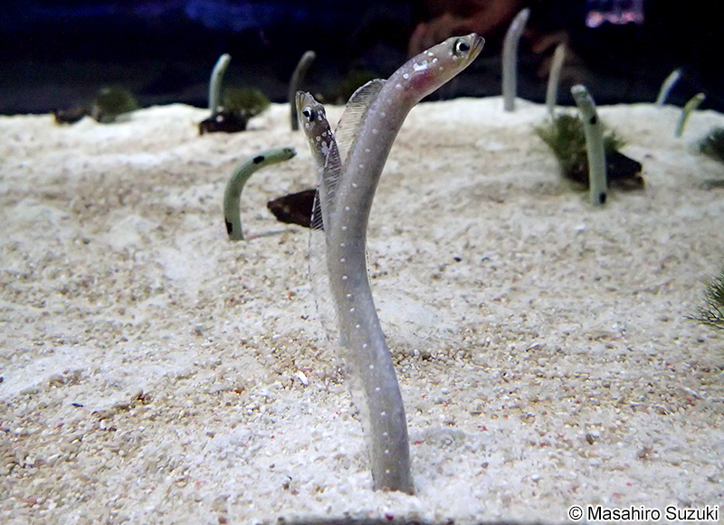 ホワイトスポッテッドガーデンイール Gorgasia maculata